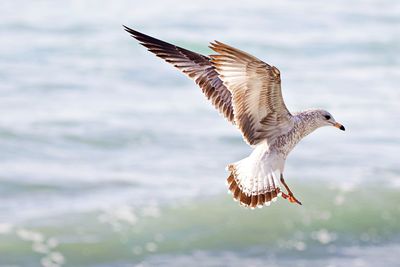 Seagull flying in the sea