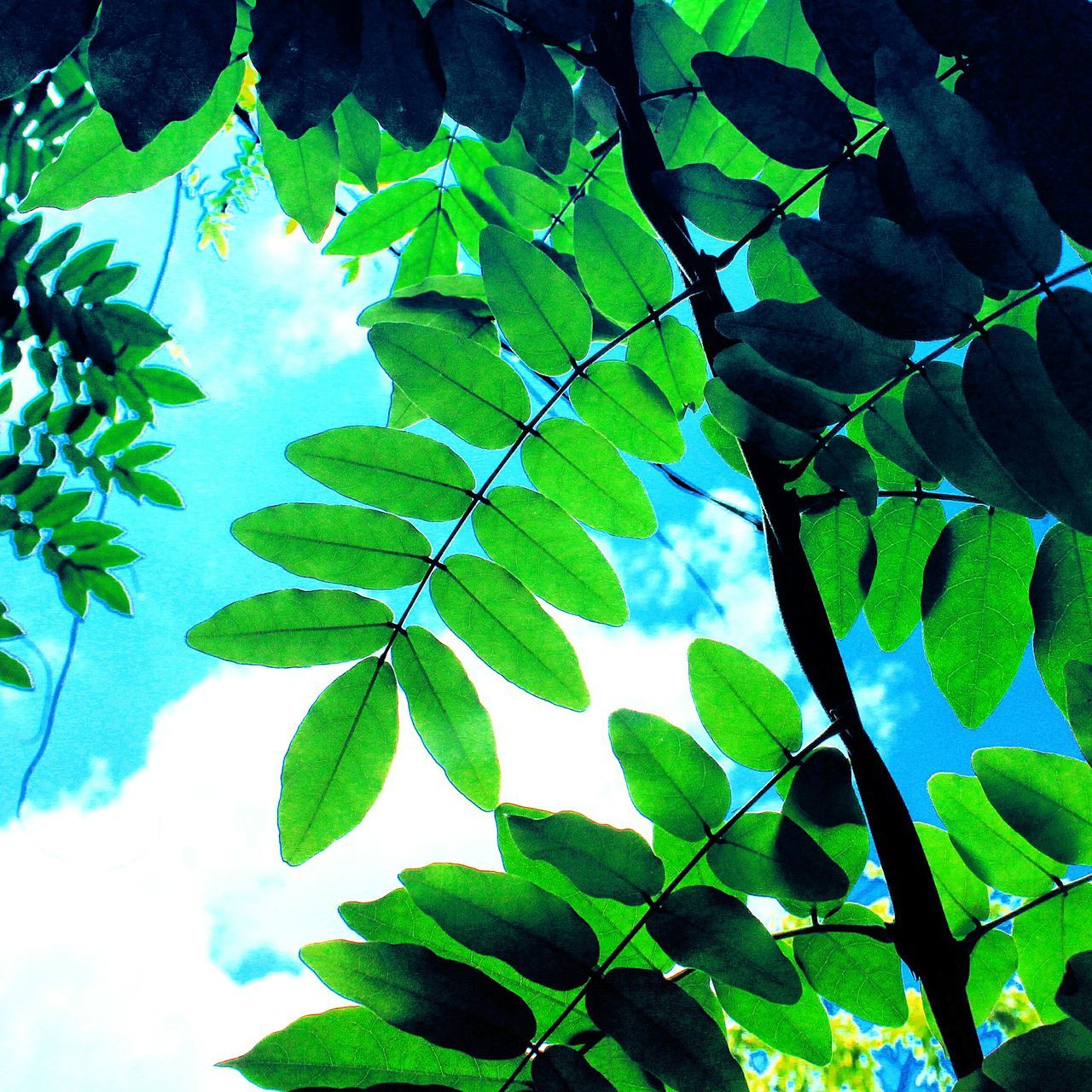 LOW ANGLE VIEW OF LEAVES ON PLANT