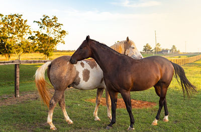 Horses standing in ranch