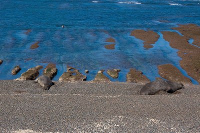 High angle view of birds on beach