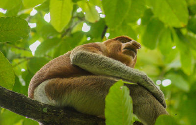 Low angle view of monkey sitting on tree