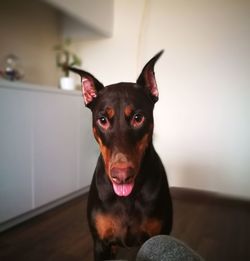 Close-up portrait of dog