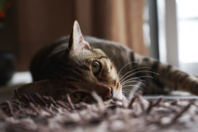 Close-up of a cat resting at home