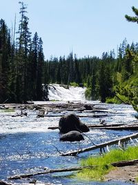 Scenic view of river amidst trees against sky