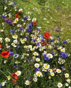 Close-up of fresh purple flowers in field