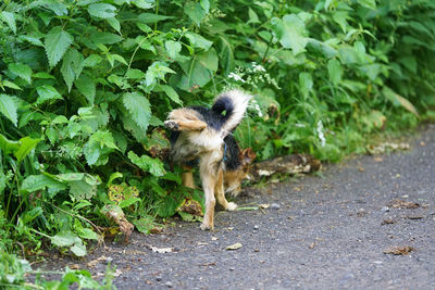 Dog on road amidst plants