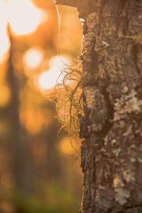 Close-up of tree trunk