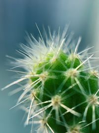 Close-up of cactus plant