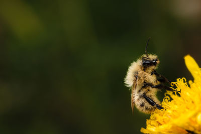 Close-up of insect on yellow flower