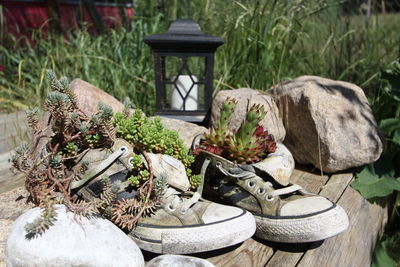 Potted plant on stone in yard