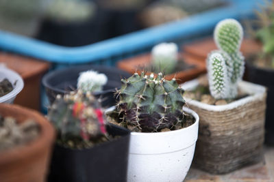 Close-up of succulent plant in pot