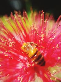 Macro shot of pink flower