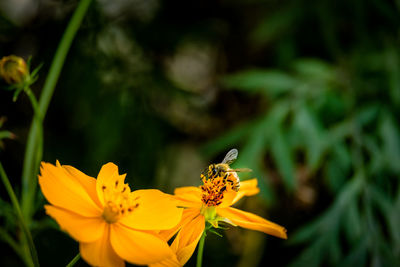 Close-up of butterfly pollinating on yellow flower