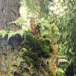 Close-up of moss growing on tree trunk