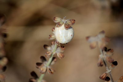 Close-up of flowers against blurred background