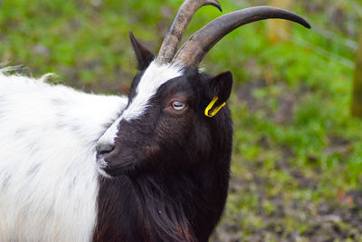 Close-up of a goat