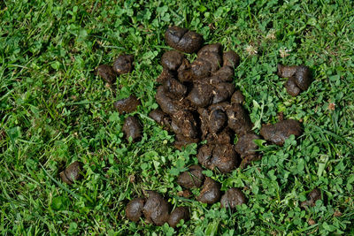 High angle view of bread on field