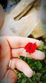 Close-up of hand holding flower