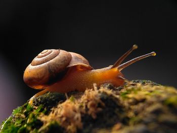 Close-up of snail