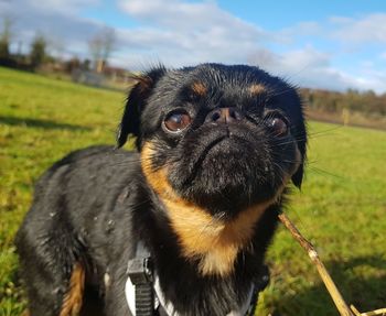 Close-up portrait of dog on field