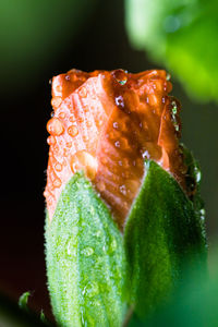 Close-up of wet rose on leaf