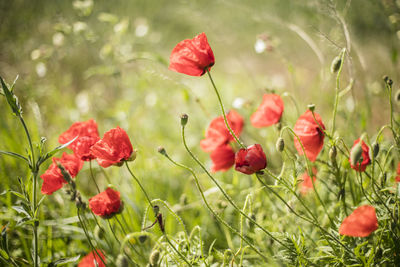 Close-up of red poppy flowers blooming in field