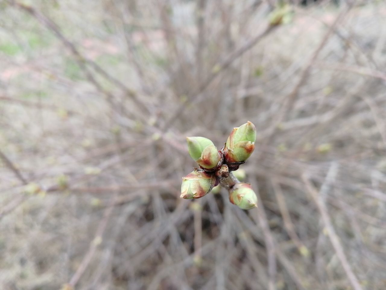 CLOSE-UP OF RED FLOWER BUDS ON TREE