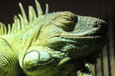 Close-up of green iguana