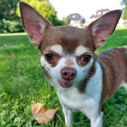 Close-up portrait of a dog on field