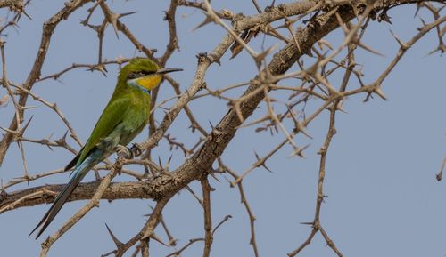 Swallow-tailed bee-eater in a tree at etosha, a national park in namibia