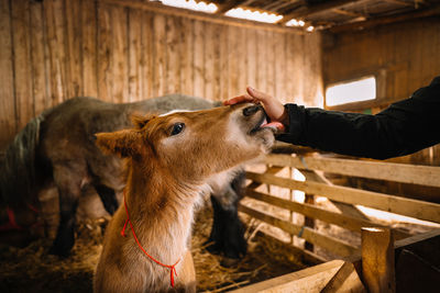 Full length of a hand caressing foal horse