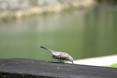Close-up of bird perching on retaining wall