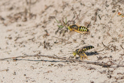 Close-up of insect on sand