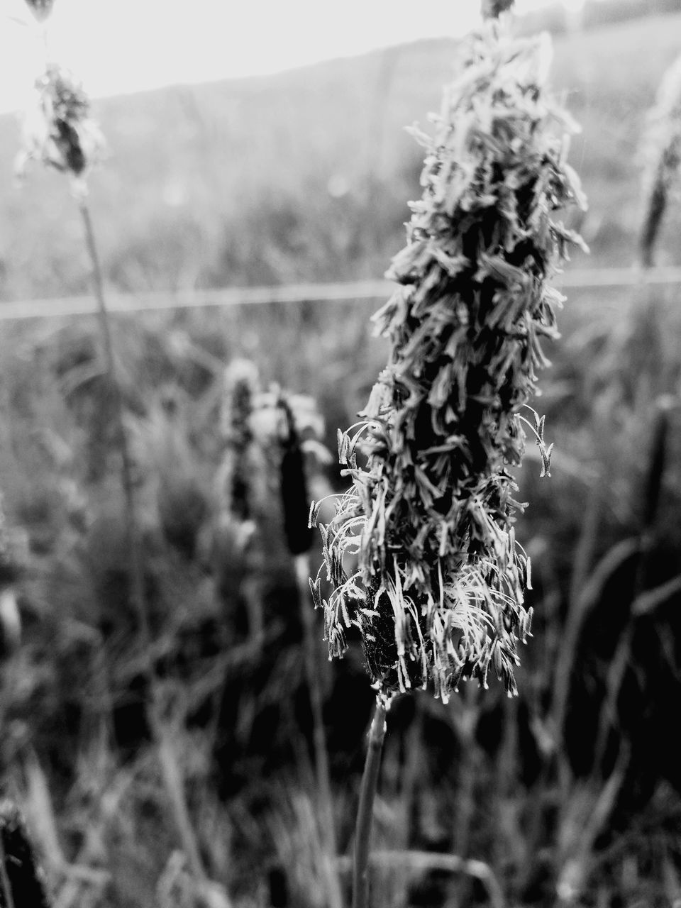 CLOSE-UP OF WILTED PLANT ON FIELD DURING RAINY SEASON