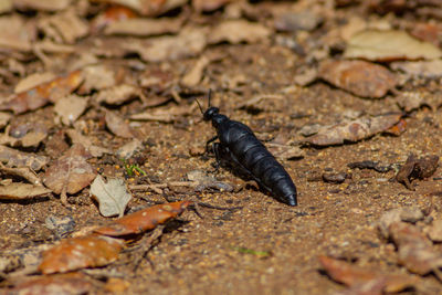 Close-up of grasshopper on a land