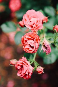 Close-up of pink flowers blooming outdoors