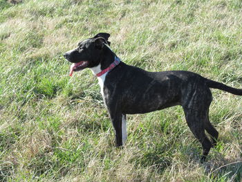 Dog grazing on grassy field