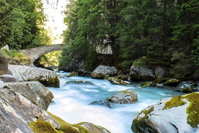 River flowing through rocks in forest