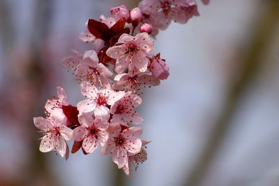 Close-up of pink cherry blossoms