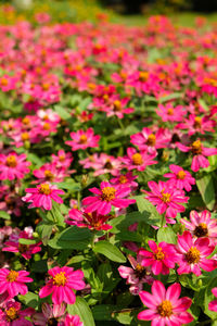 Close-up of pink flowers