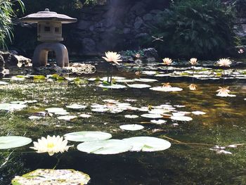 Close-up of water lily in pond