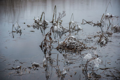 Close-up of plants against lake during winter