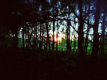 Silhouette trees in forest against sky