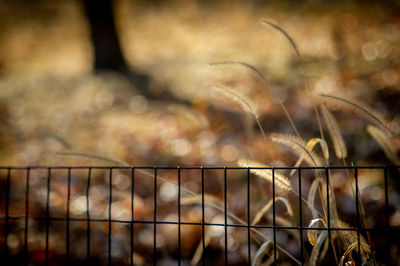 Close-up of fence on field