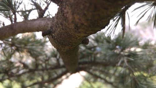 Low angle view of lizard on tree against sky