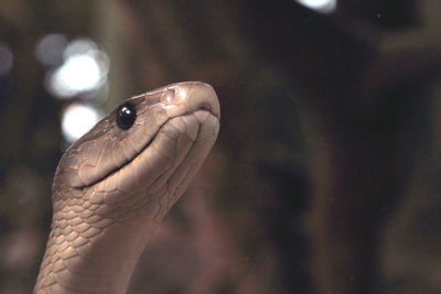 Close-up of lizard