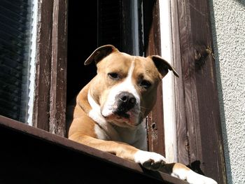 Close-up portrait of dog