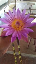 Close-up of pink flower on table