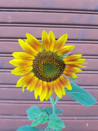 Close-up of yellow flower in vase against wall