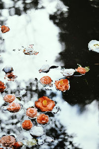 High angle view of fallen flowers floating on lake